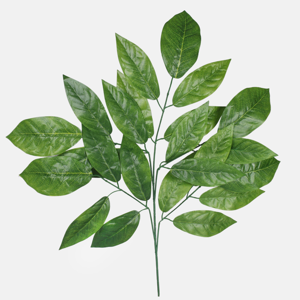 Mango, Green F189-01