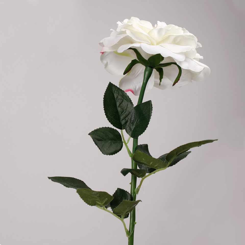 Rose, Cream L691-01