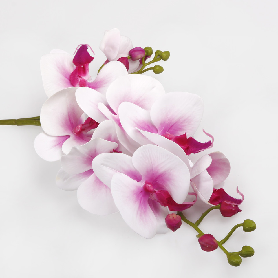 Orchid, Pink/White L765L-02