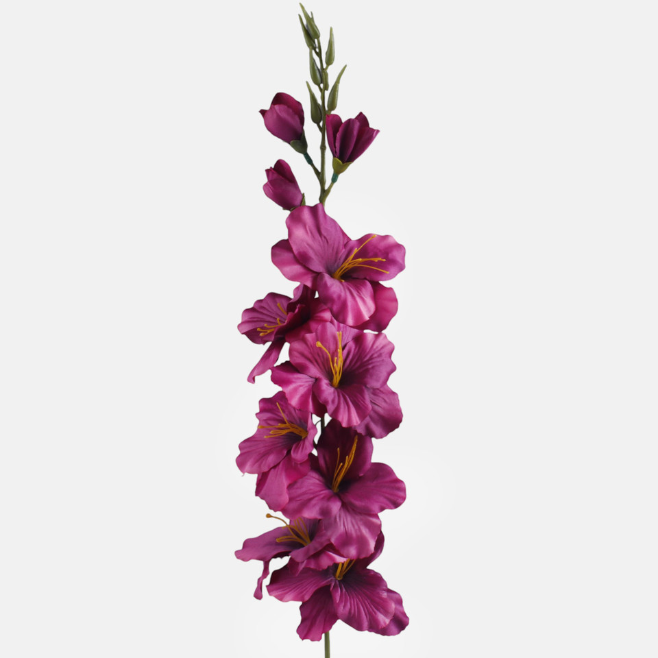 Satin gladiolus, T.T. Burgundy L190K-09