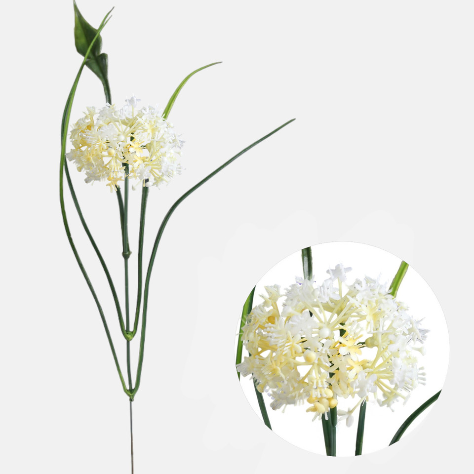 Czosnek kwitnący, Cream/Yellow A892-02