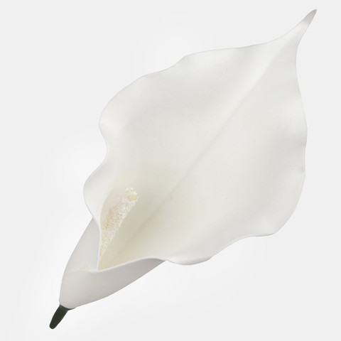 Calla, Pure White W713-11