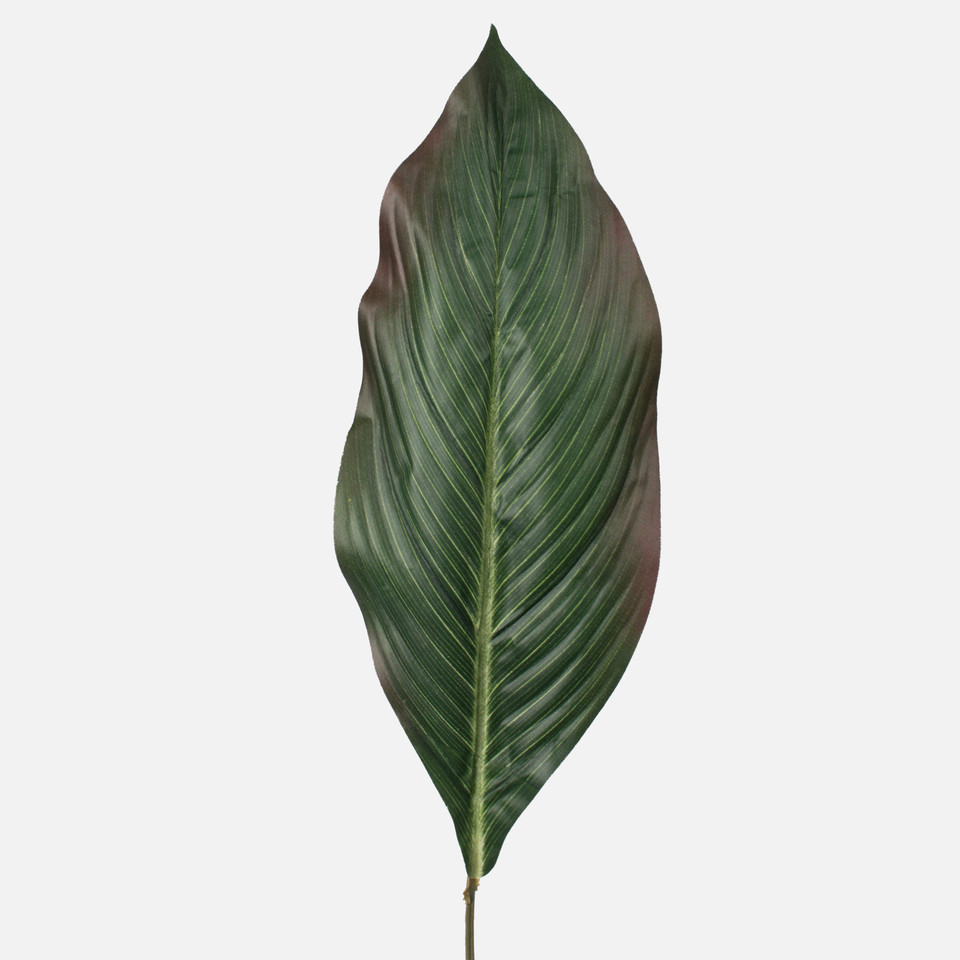 Canna leaf, Green A590