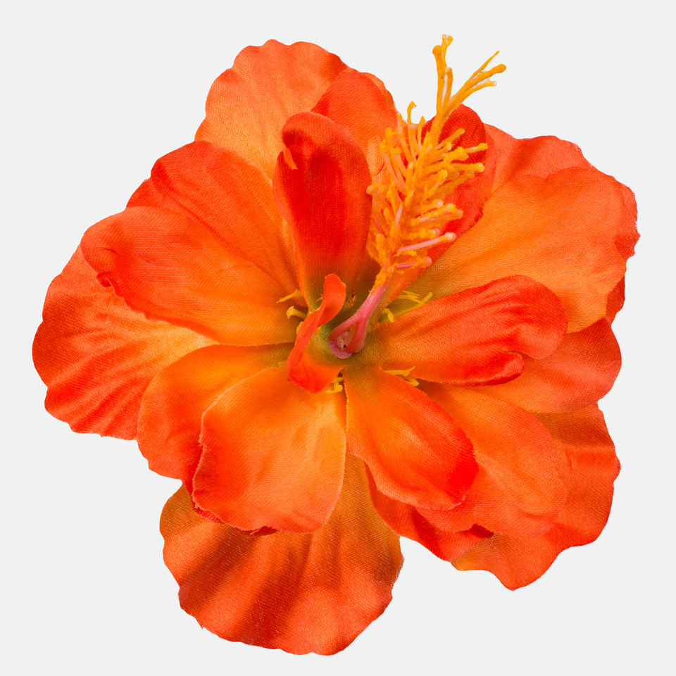 Hibiskus satynowy, Orange/Green W093-07