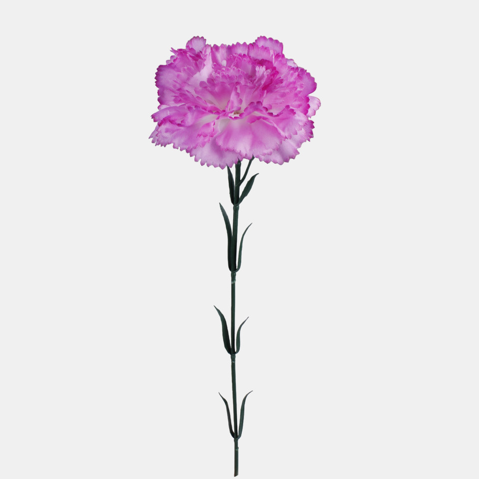Carnation, White /Lilac Edge G392-04
