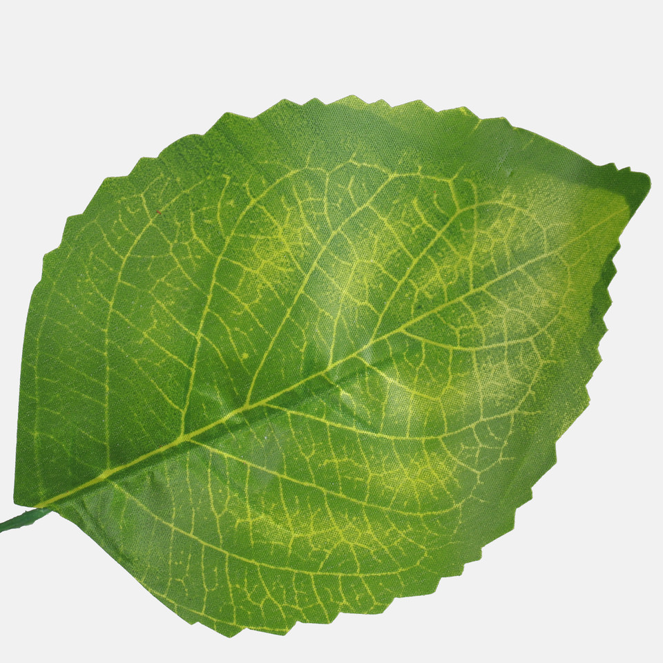 Lipa (1 x 5), Green F206-01