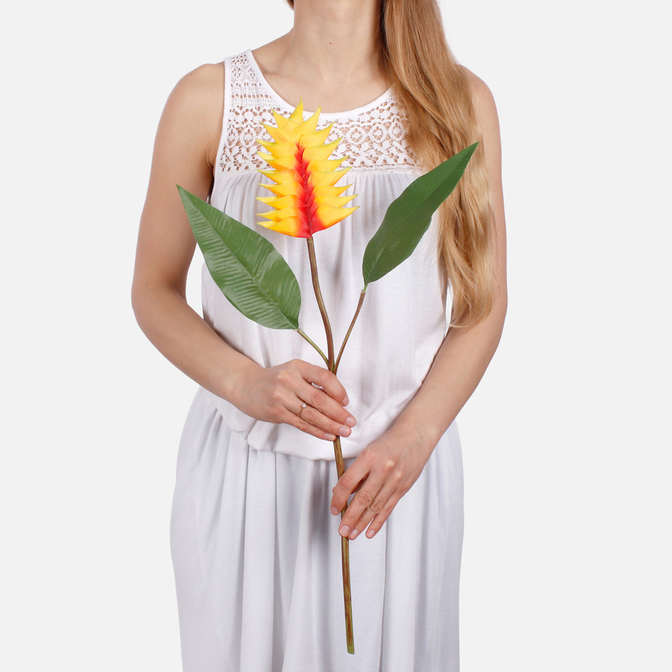 Heliconia L812