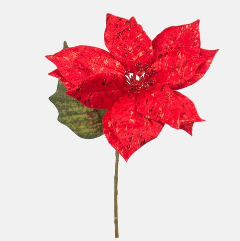 Shiny poinsettia, Red G398S-02