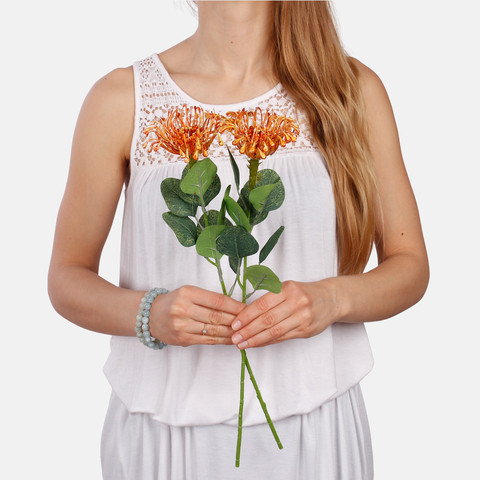 Pincushion Protea A648Z (Product size)