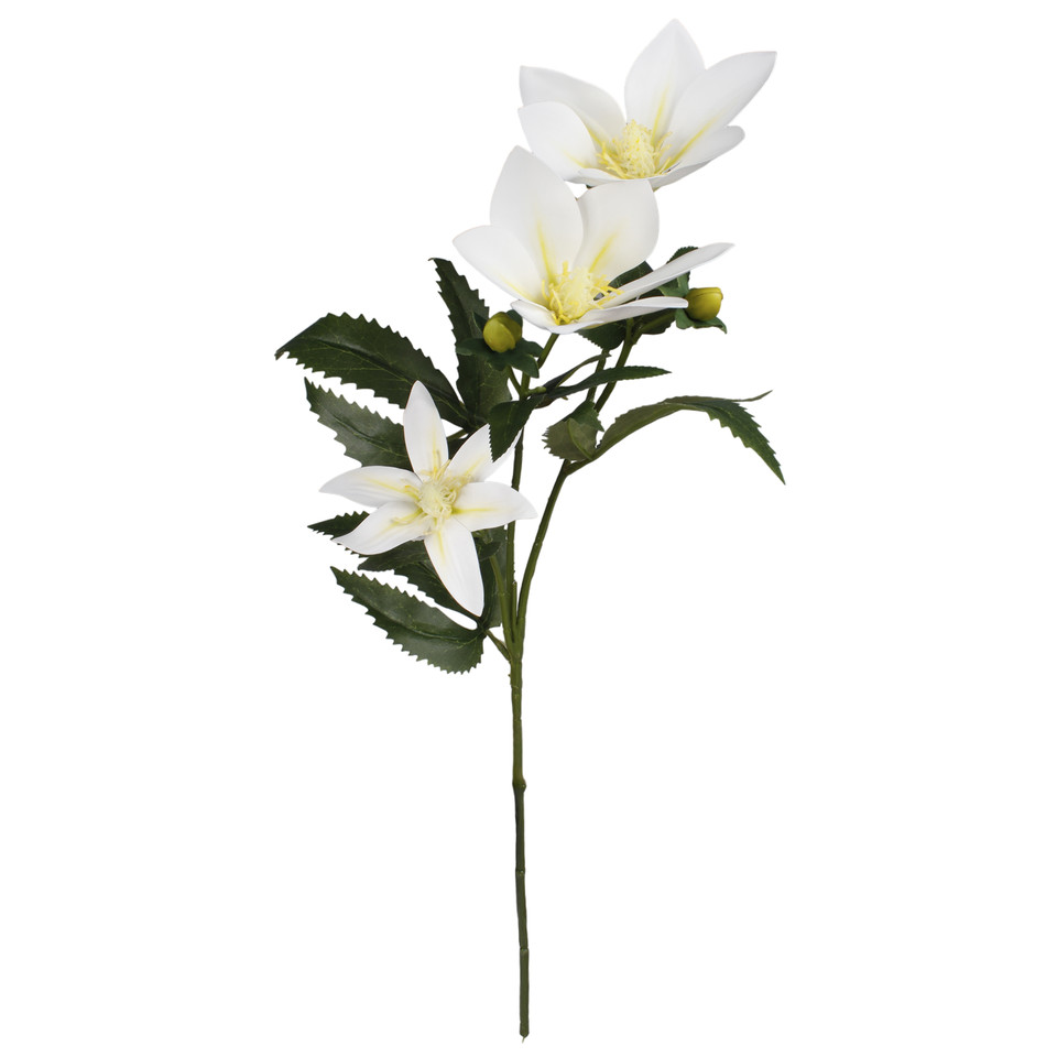 Clematis x 3, White L799L-02