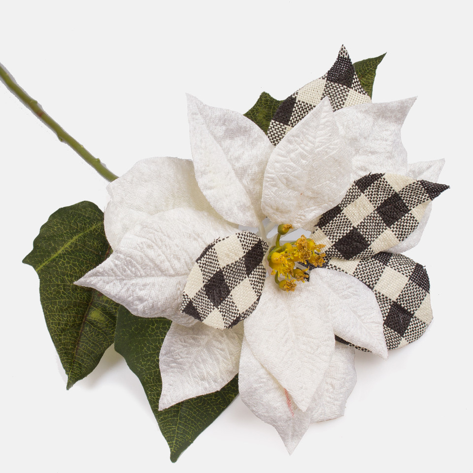 Poinsecja, Cream checkered L510S-02