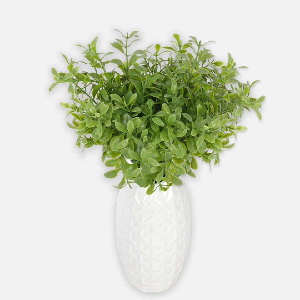Bilberry, Green A241