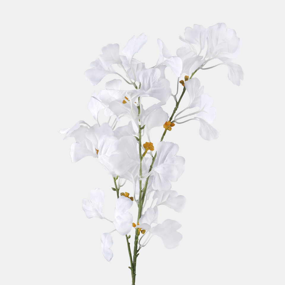 Ginkgo, White F115-01
