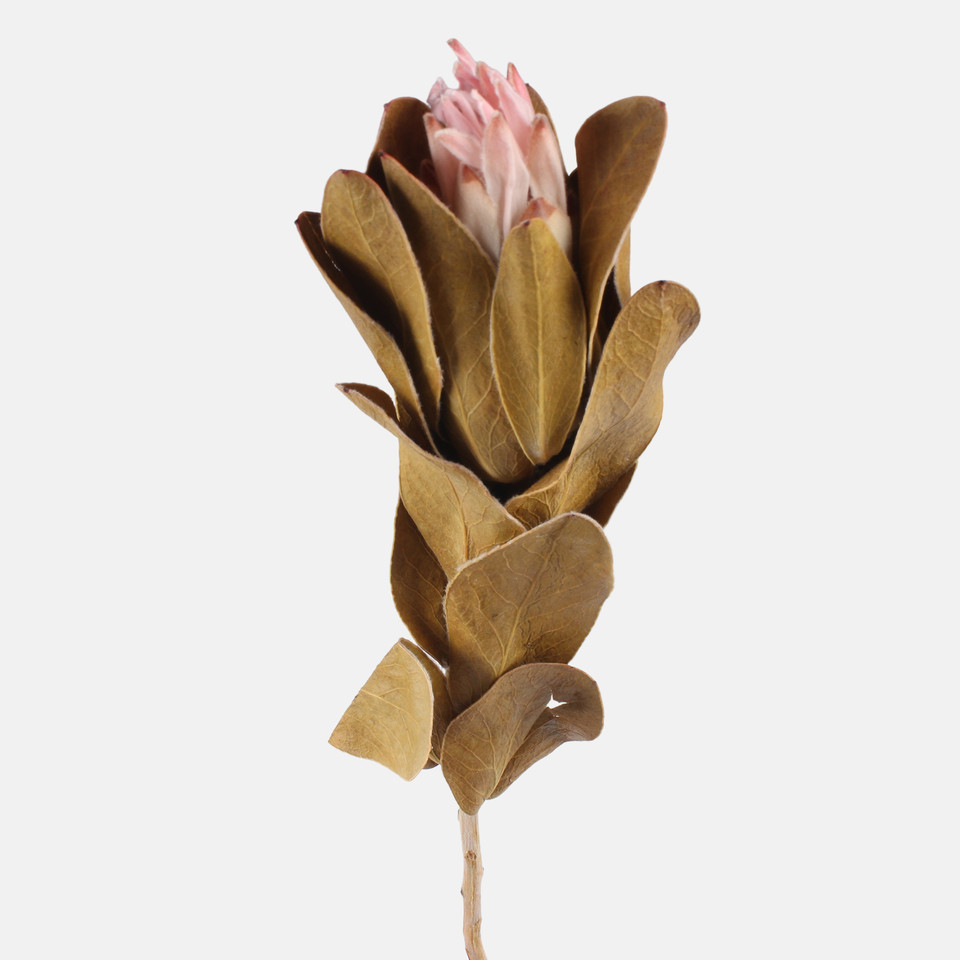 Protea, Pink Y640-01
