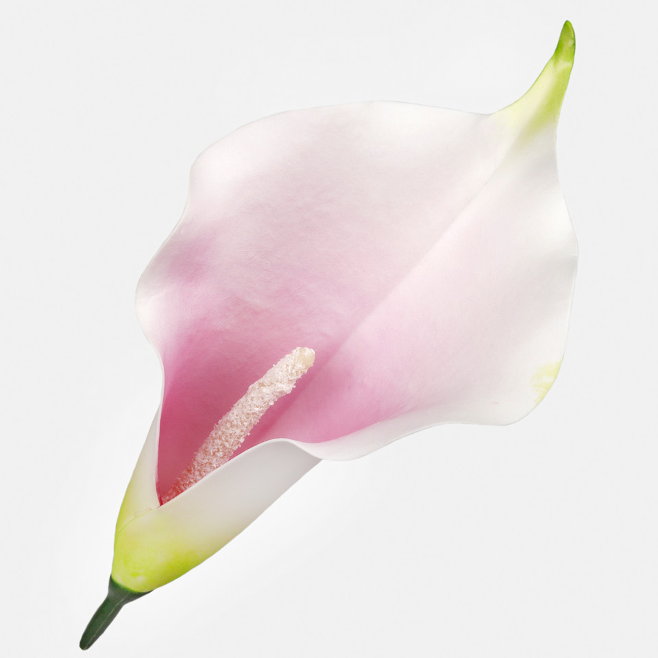 Calla, Lt. Purple/Cream/Green W713-09