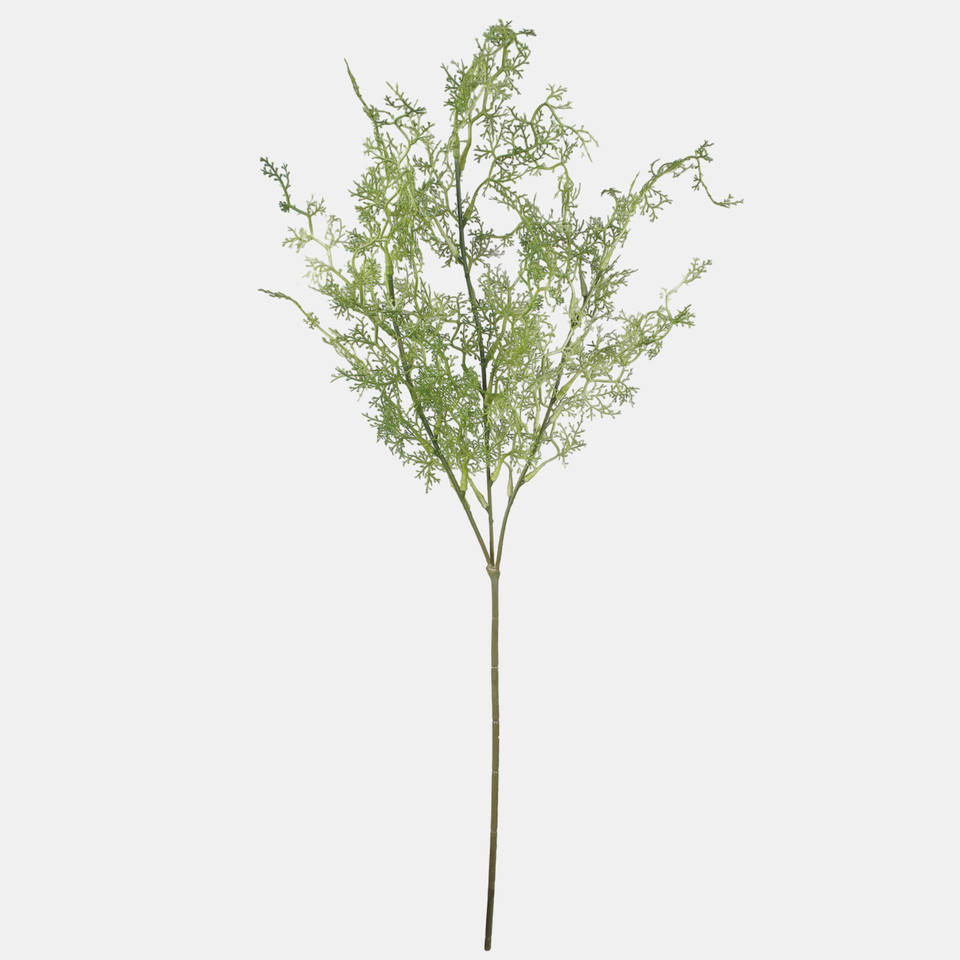 Asparagus, Green A721-01