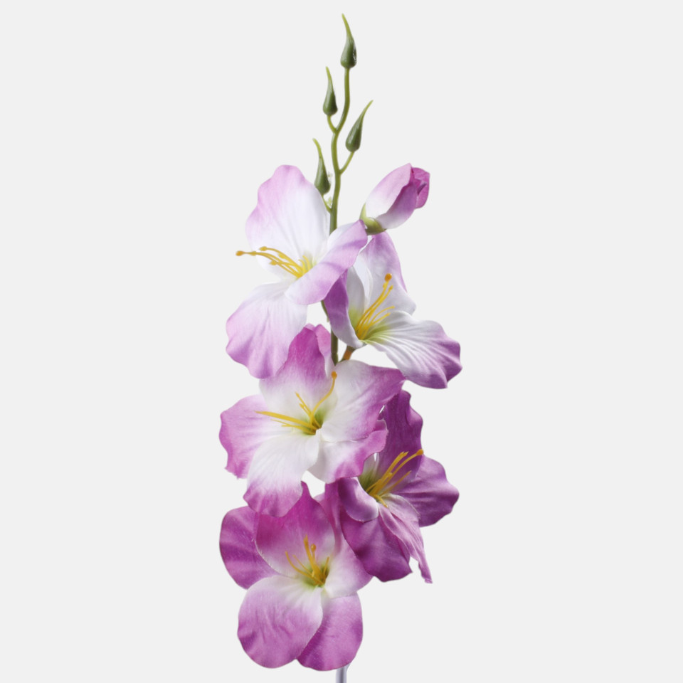 Satin gladiolus, Purple/White/Green Center G190K-37