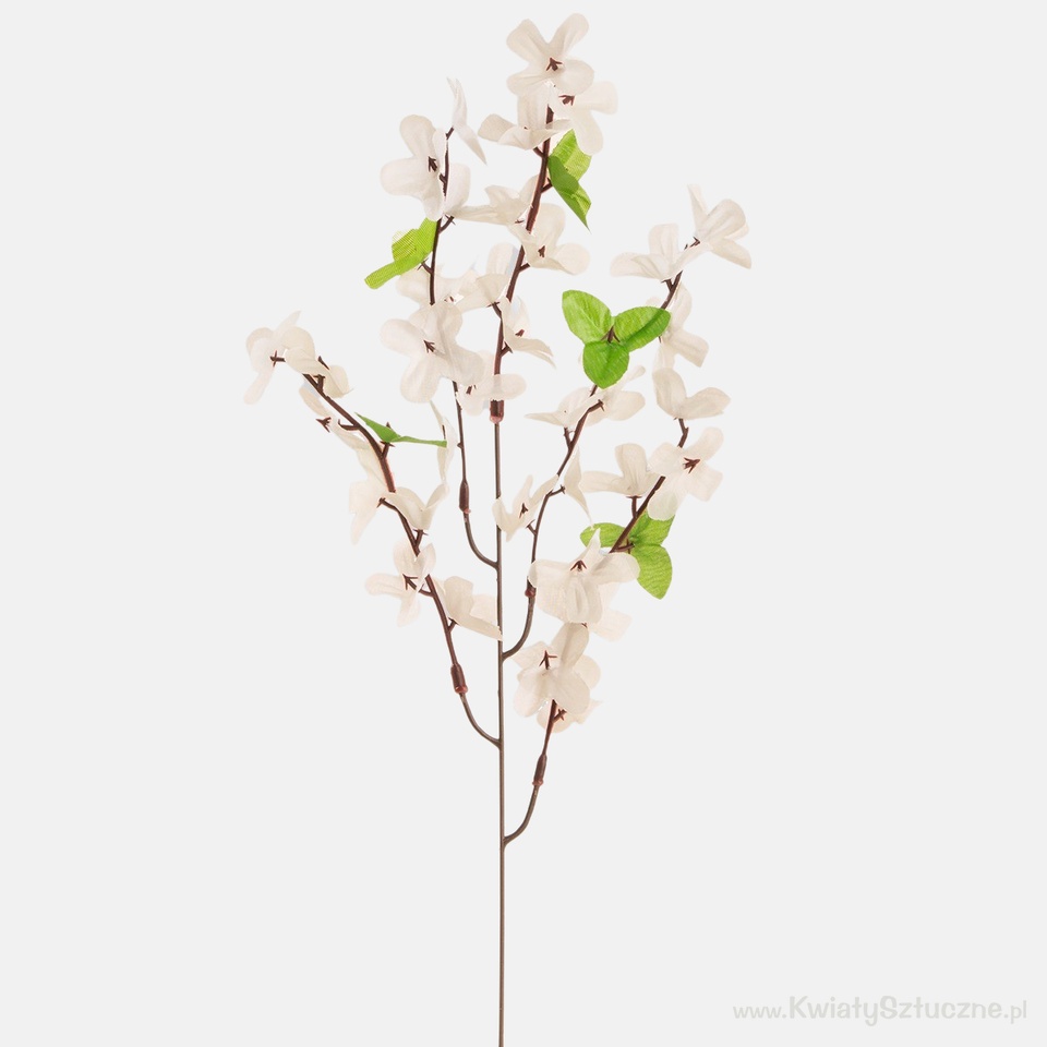Forsythia, Cream G002-02