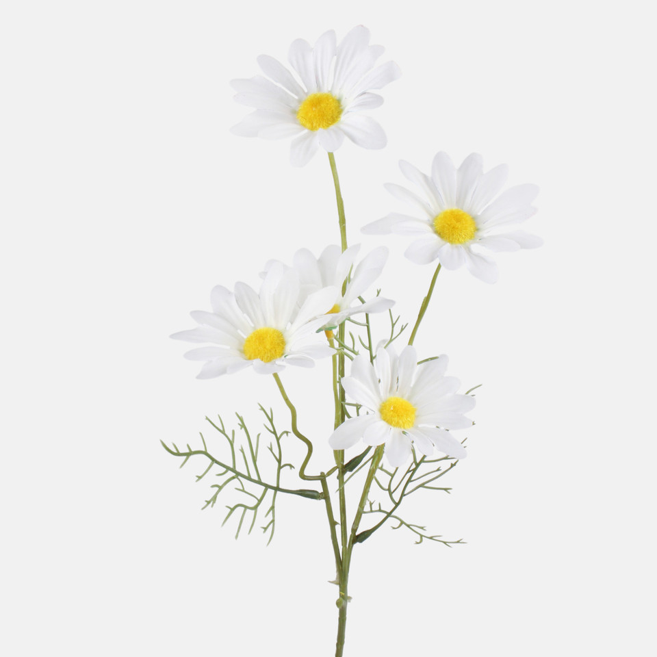 Stokrotka, Cream G480-01