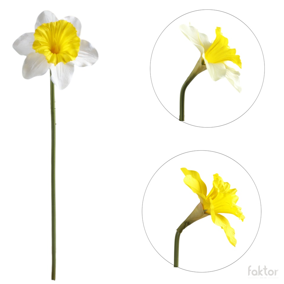 Daffodil, Cream/Yellow G509-03