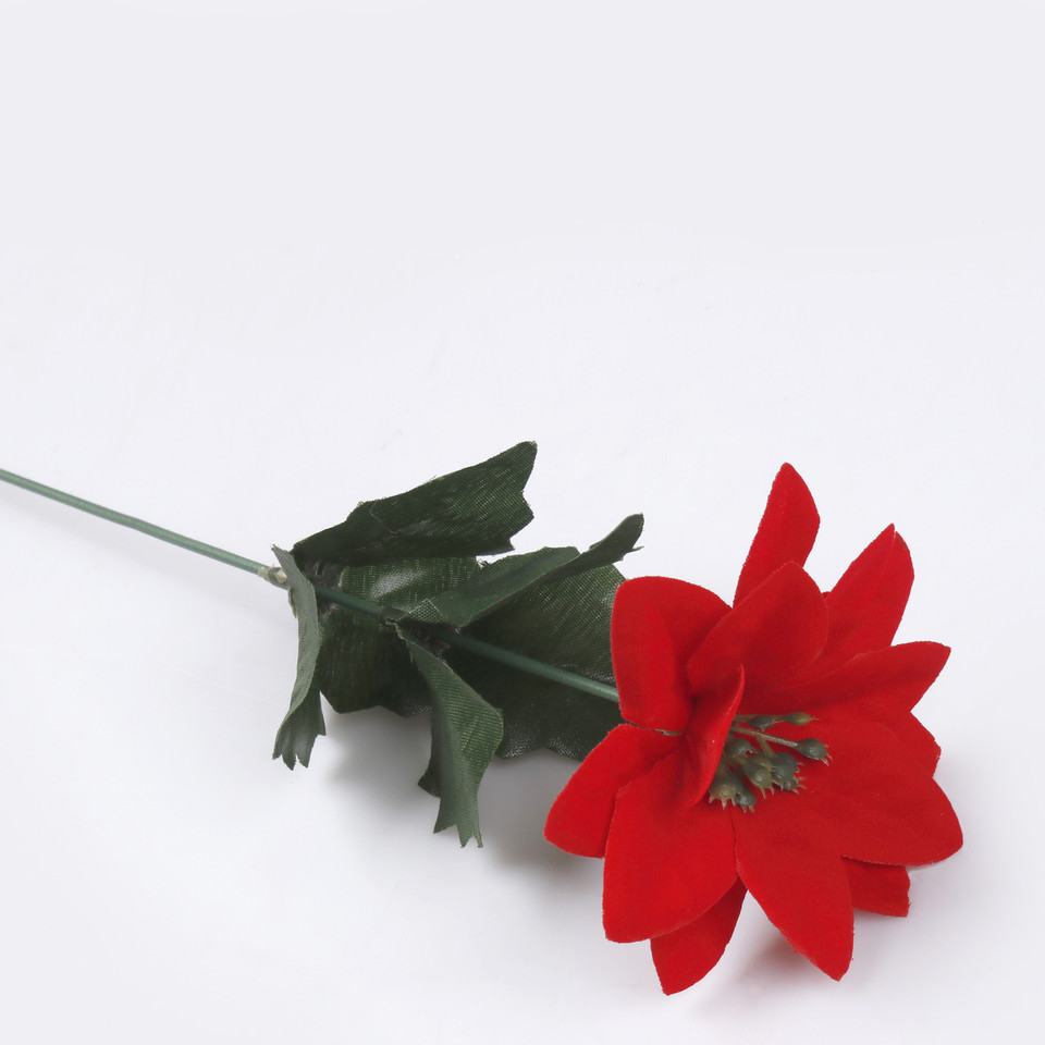 Poinsettia, Red G458S-01