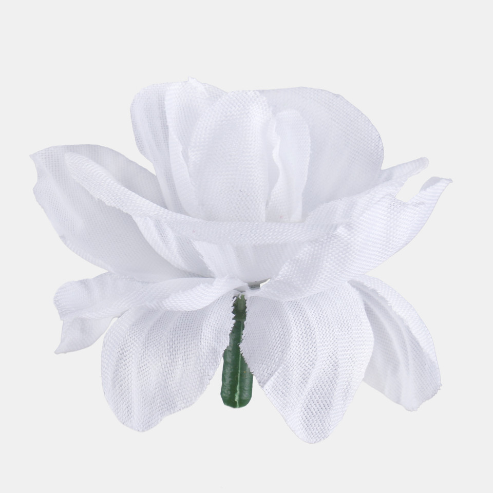 Róża mini, Pure White W303-01