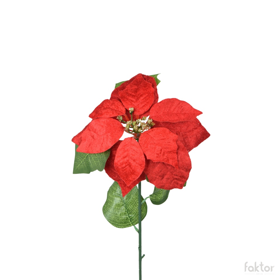 Velvet poinsettia, Red K312X-01