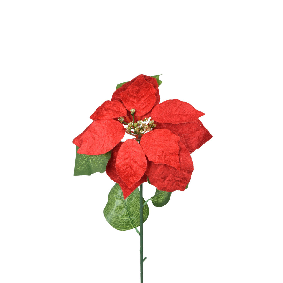 Poinsecja welurowa, Red K312X-01