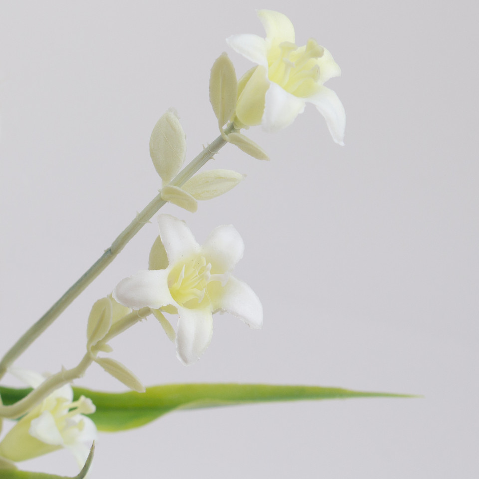 Lily, Green/Lt. Green/Cream QA669-01