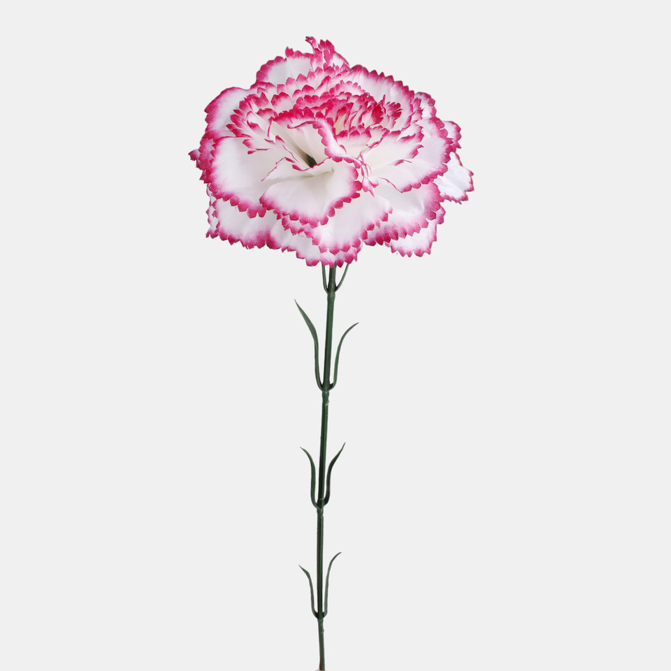 Carnation, Cream/Dk. Pink Edge G392-05