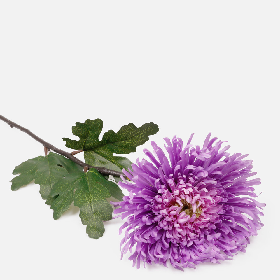 Chrysanthemum, Lilac L222K-06