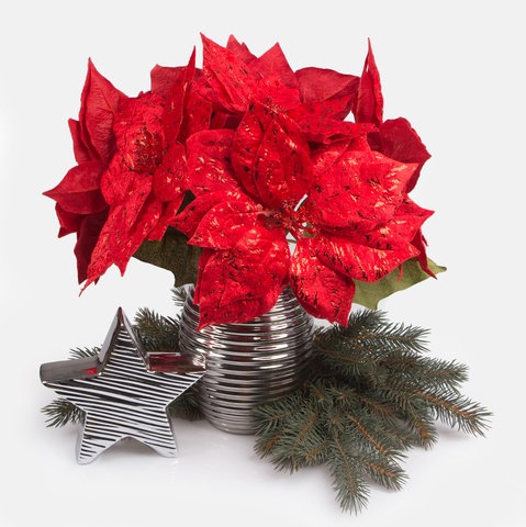 Shiny poinsettia, Red G398S-02