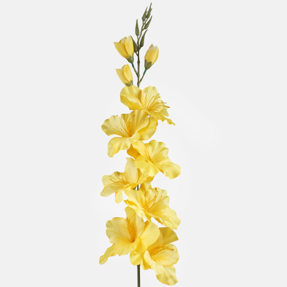 Mieczyk satynowy, Yellow L190K-07