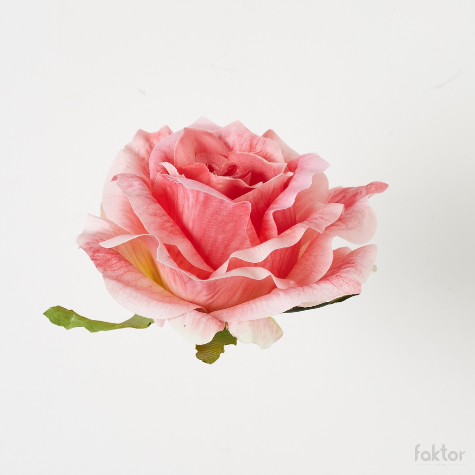 Róża, Coral Pink B52-084