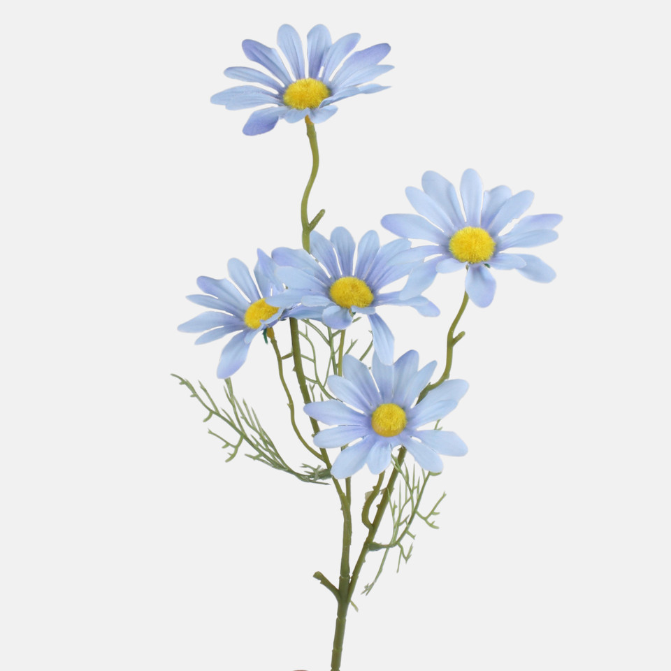 Stokrotka, Blue G480-05