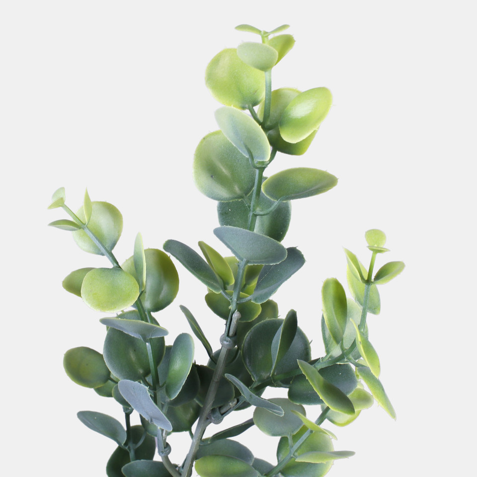 Eucalyptus, T.T. Green A447-01