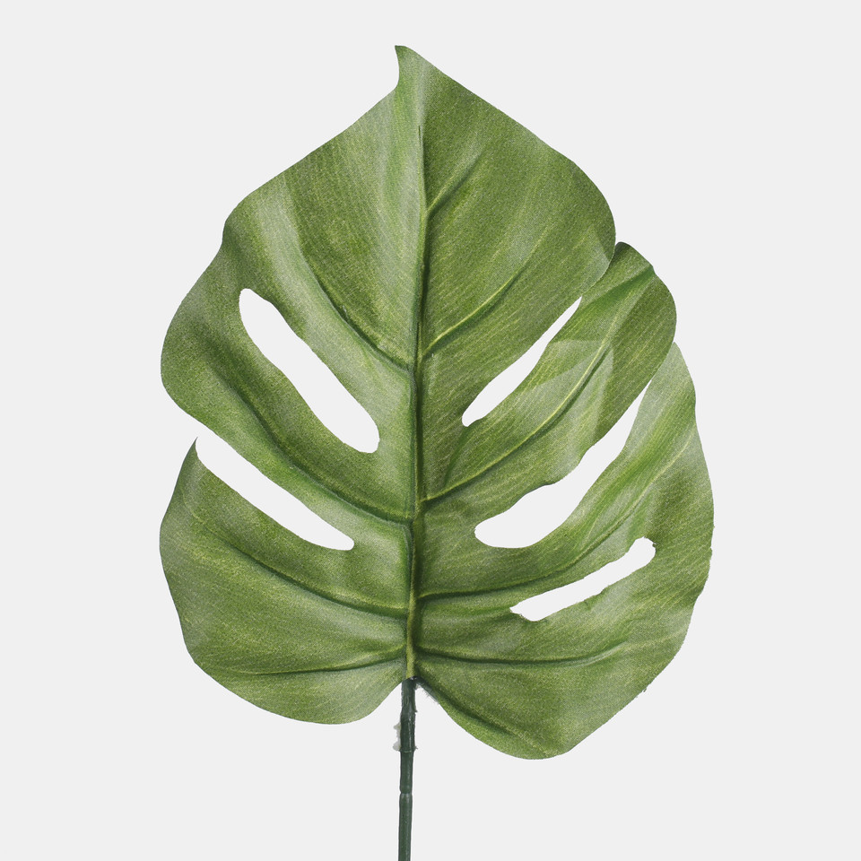 Philodendron leaf, Green A205