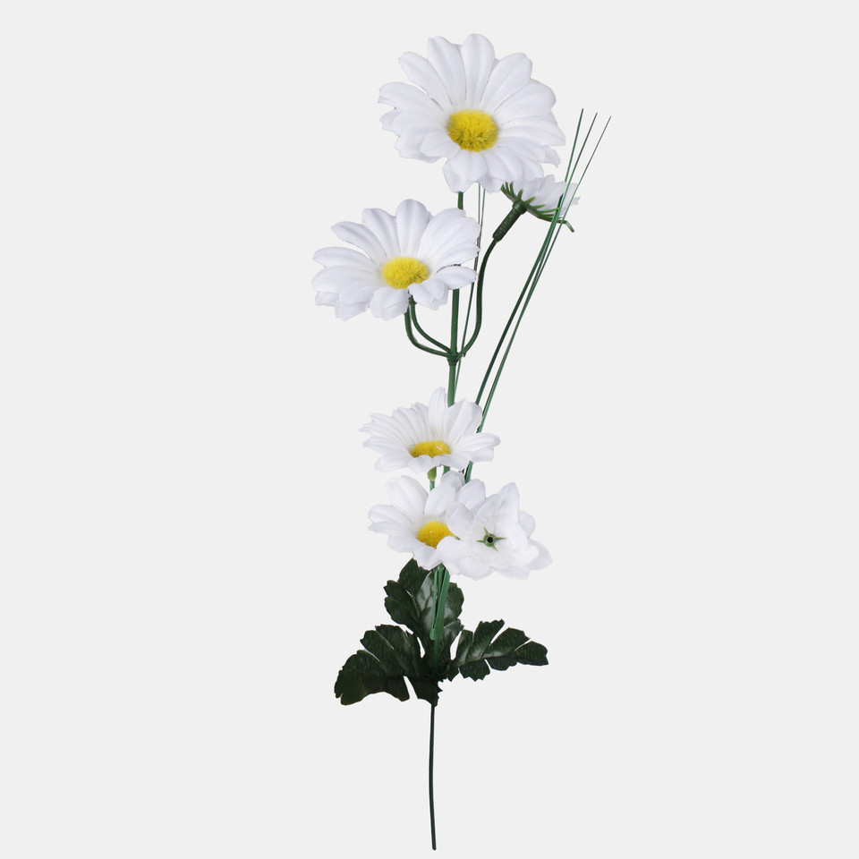 Daisy x 7, White G347Z-01