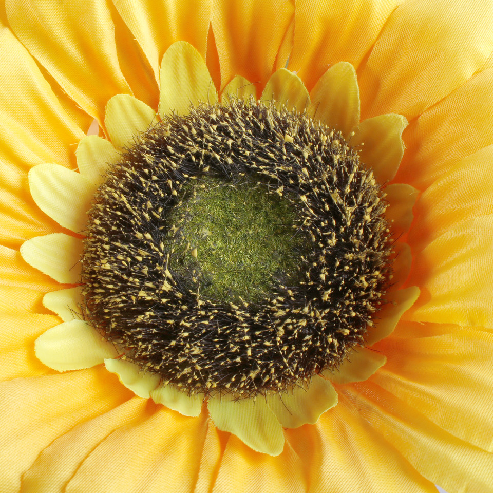 Sunflower, T.T. Yellow L773-01