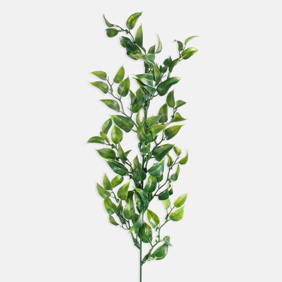 Ruscus, Green A282