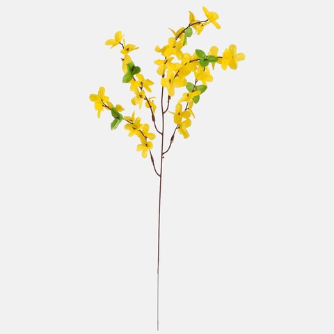 Forsythia, Yellow G002-01