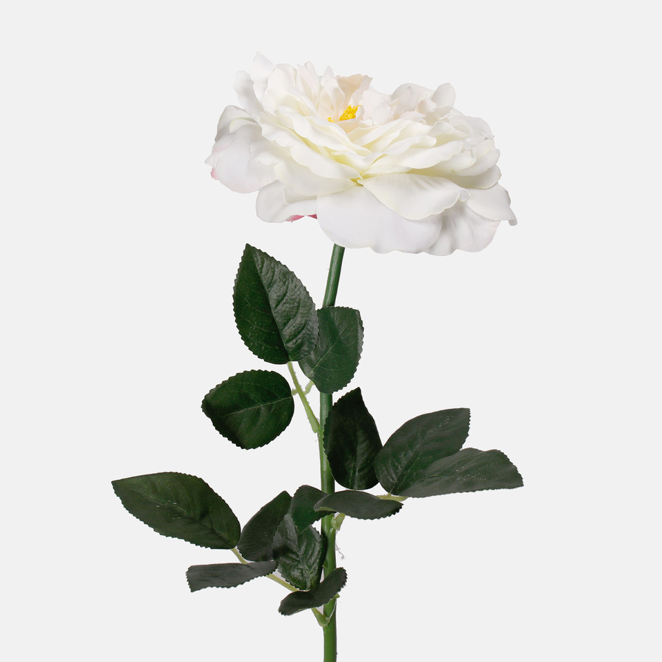 Rose, Cream L691-01