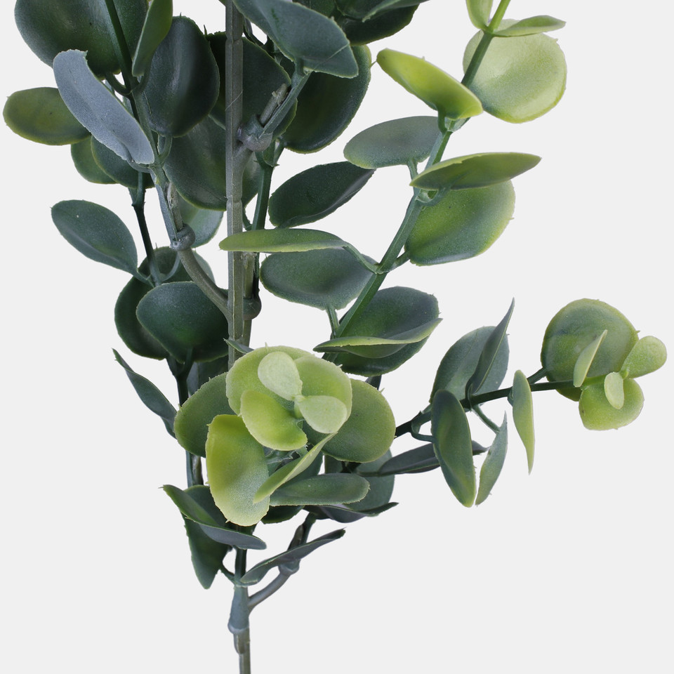 Eucalyptus, T.T. Green A447-01