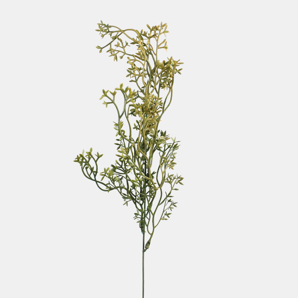 Asparagus, Yellow/Lt. Green A790K-01