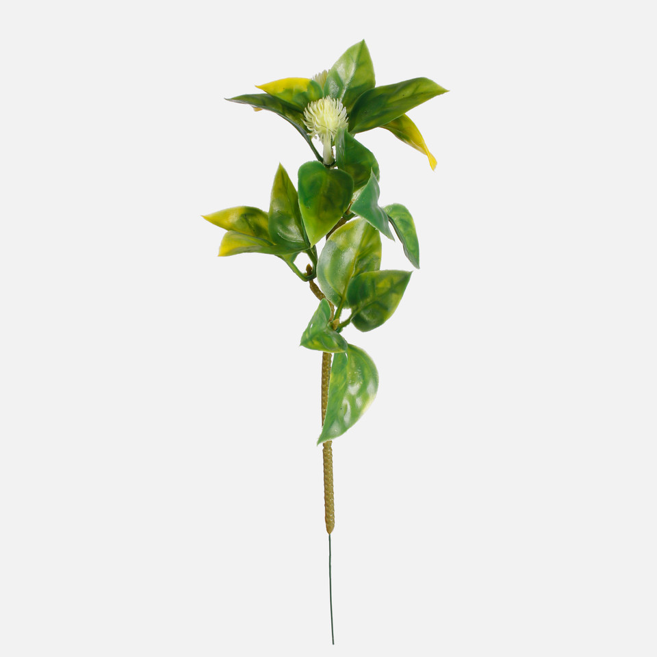 Hoya, Green/Yellow A669-02