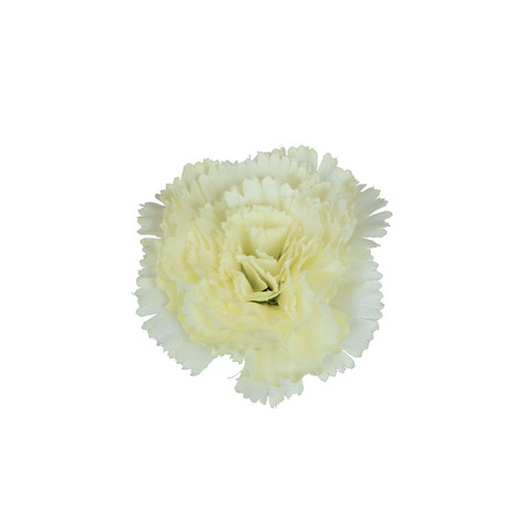 Carnation, Cream W098-18