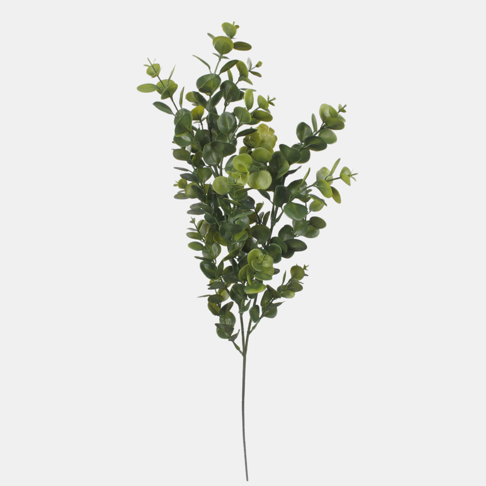 Eukaliptus, Green F249-02