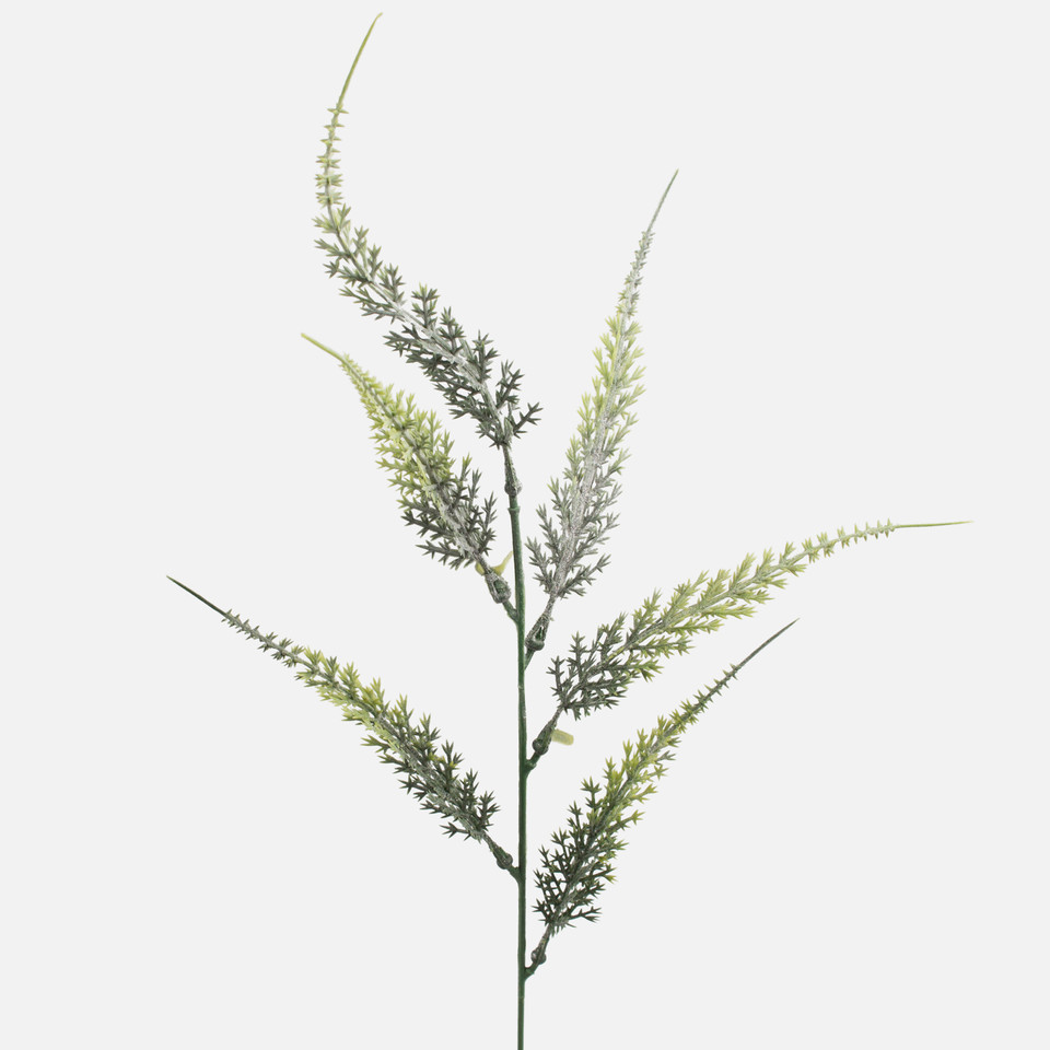 Asparagus, T.T. Green A352