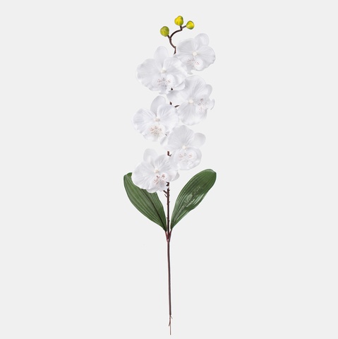 Orchid, White L160-01