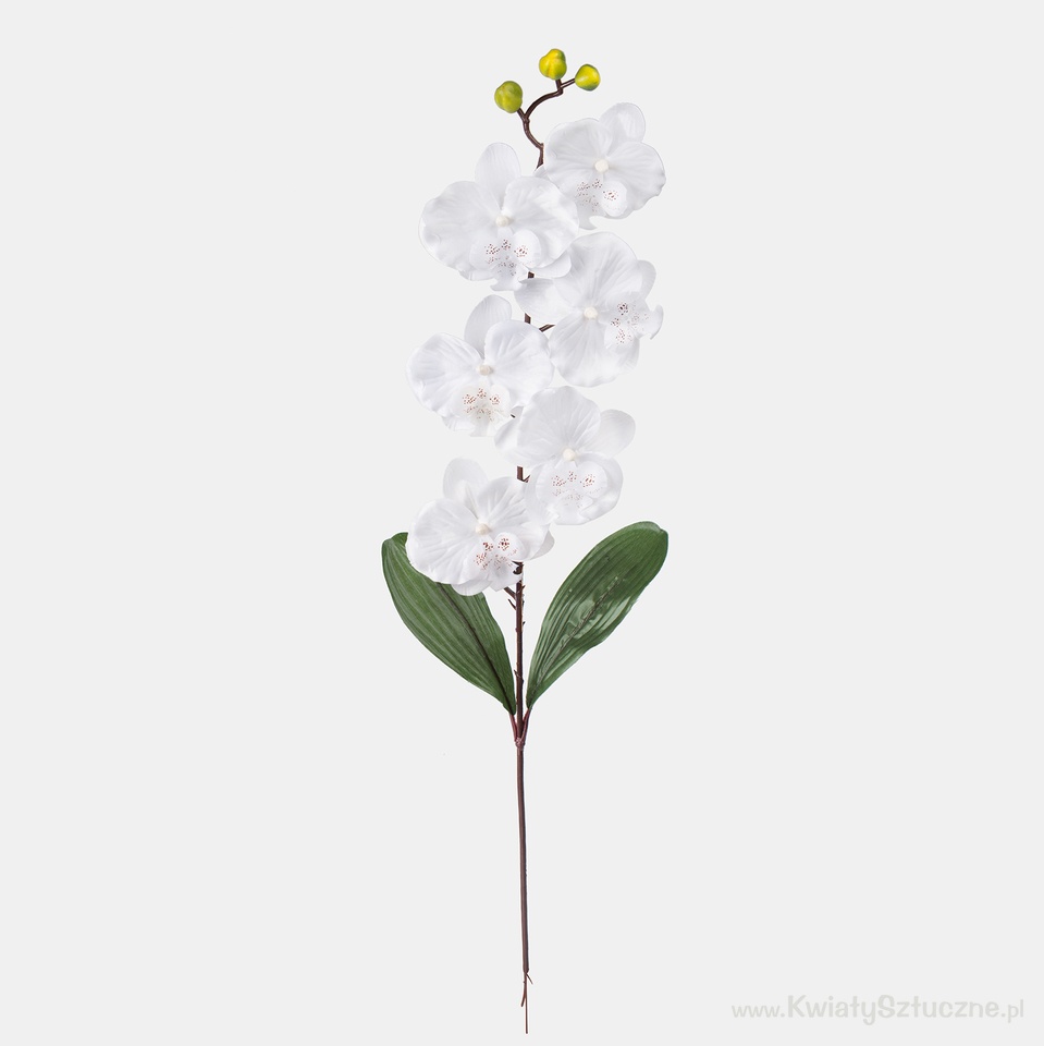 Orchid, White L160-01